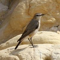 Hooded Wheatear